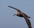 Black-fotted Albatross